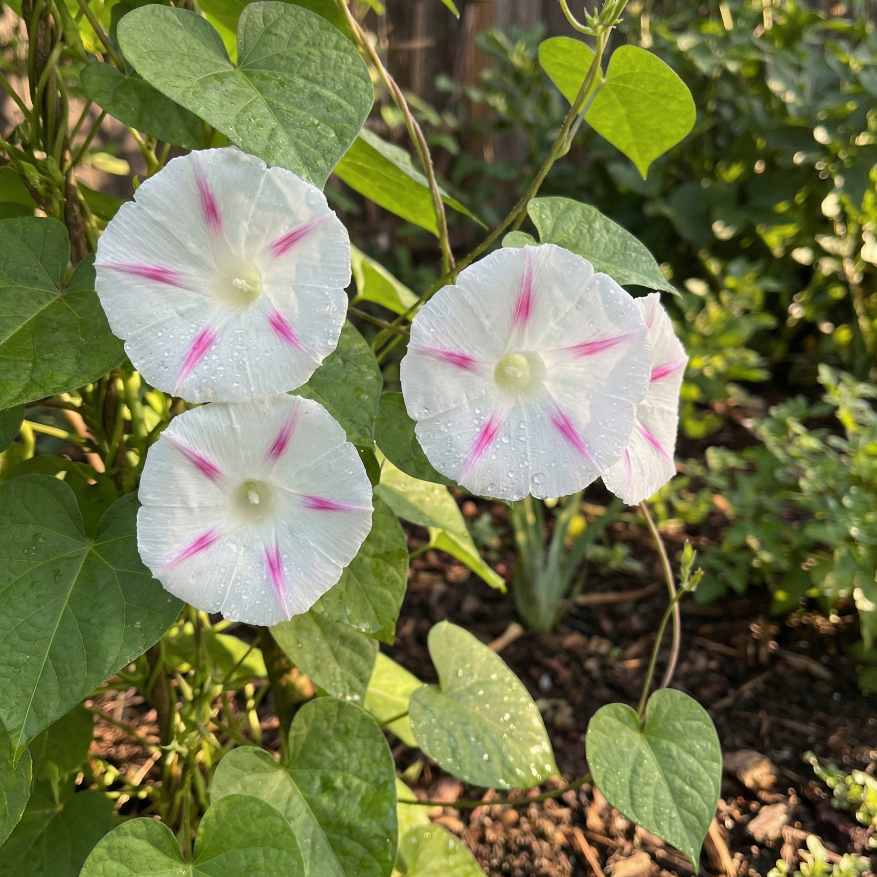 Morning Glory Seeds -  Milky Way Tricolor (SUMMER)