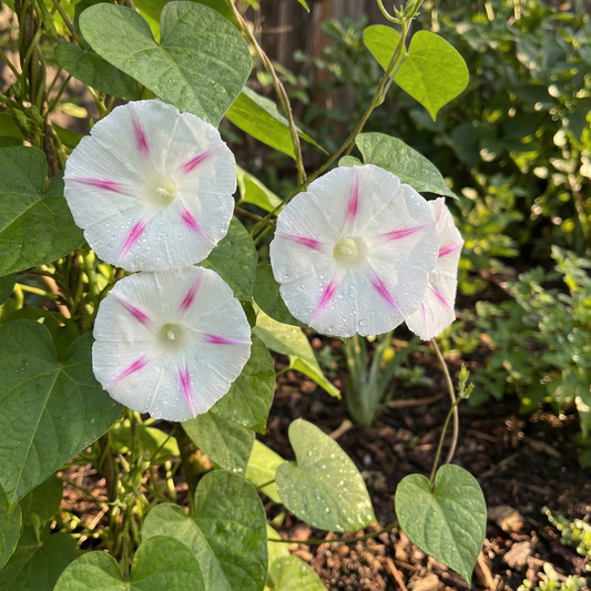 Morning Glory Seeds -  Milky Way Tricolor (SUMMER)