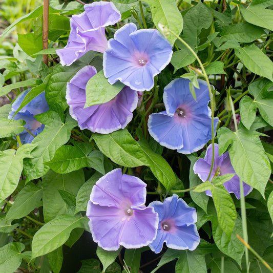 Morning Glory Seeds - Morning Call Blue & White Picotee {SUMMER}