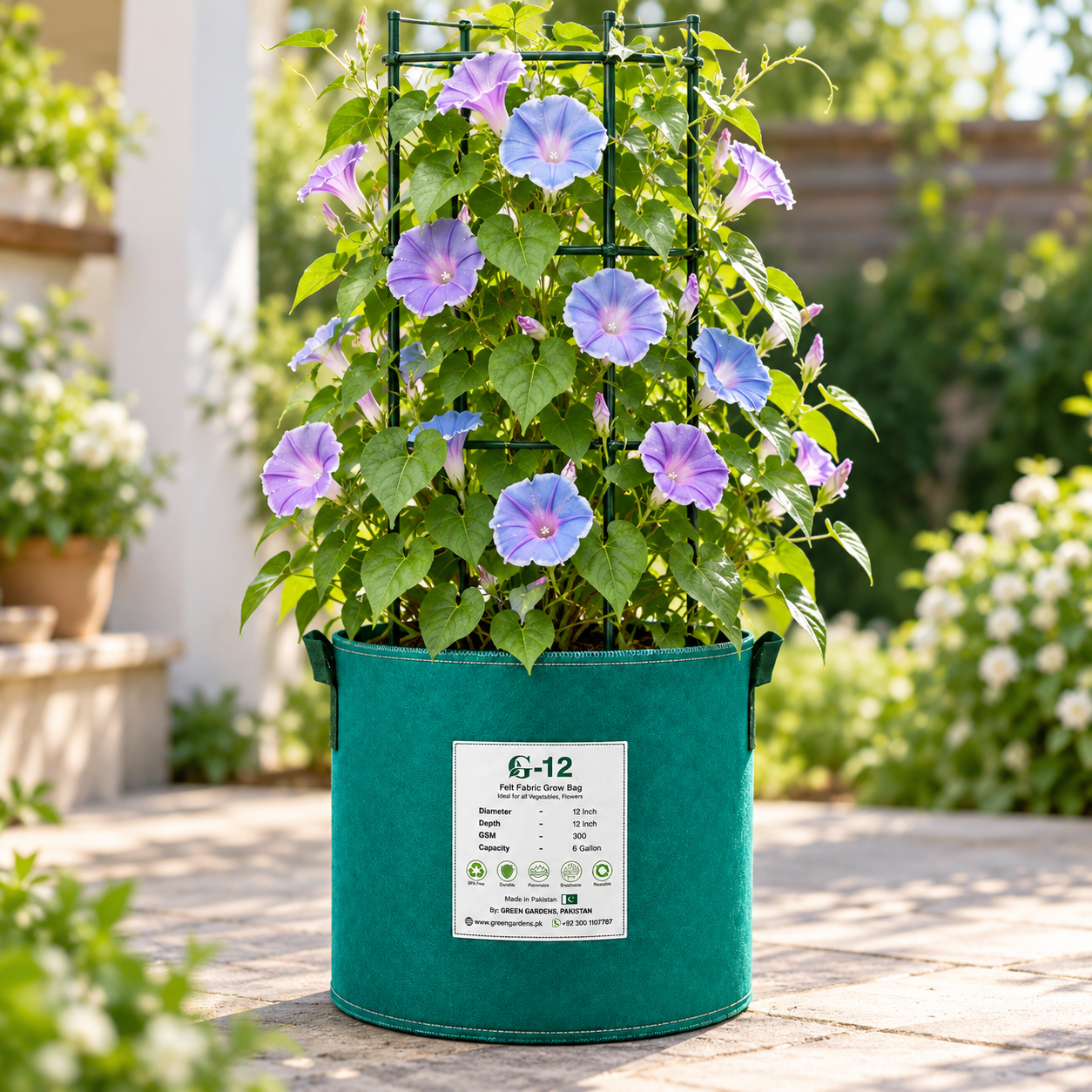 Morning Glory Morning Call Blue & White Picotee Ipomoea nil vine with large blue trumpet-shaped flowers and pale-white picotee edging – summer climbing flower seeds in Pakistan