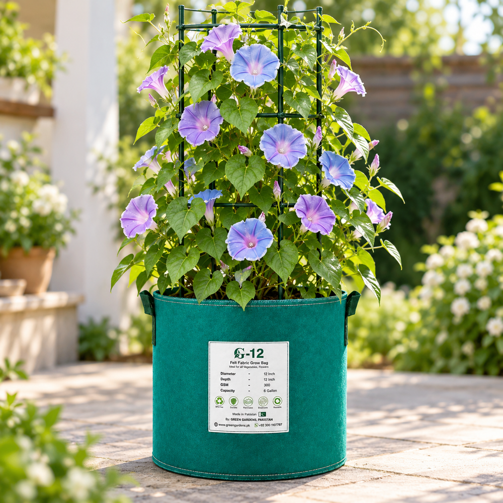 Morning Glory Morning Call Blue & White Picotee Ipomoea nil vine with large blue trumpet-shaped flowers and pale-white picotee edging – summer climbing flower seeds in Pakistan