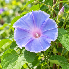 Morning Glory Morning Call Blue & White Picotee Ipomoea nil vine with large blue trumpet-shaped flowers and pale-white picotee edging – summer climbing flower seeds in Pakistan