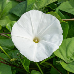 Morning Glory Seeds - Pearly Gates (SUMMER)