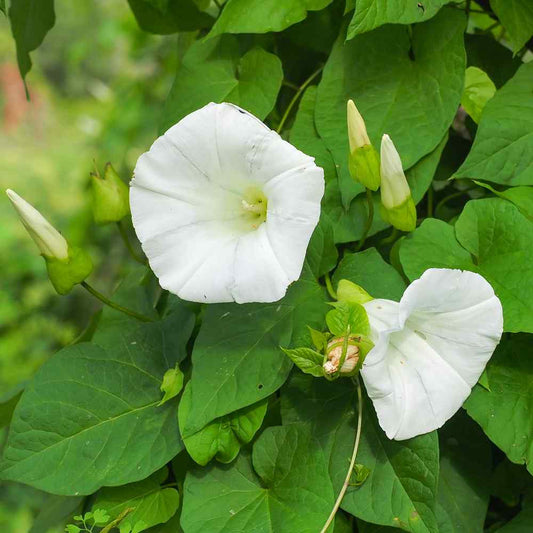 Morning Glory Seeds - Pearly Gates (SUMMER)