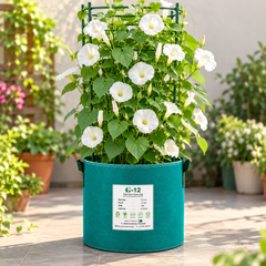 Morning Glory Pearly Gates vine with large pure-white trumpet-shaped flowers – summer climbing flower seeds for trellises balconies pots and grow bags in Pakistan