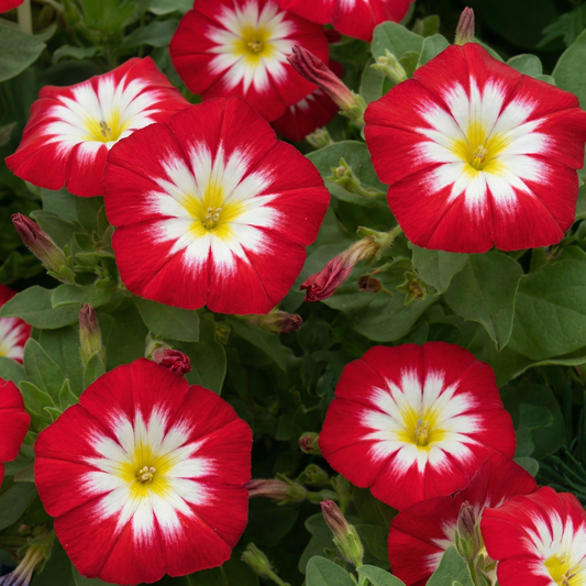 Morning Glory Seeds - Convolvulus Tricolor Red (SUMMER)