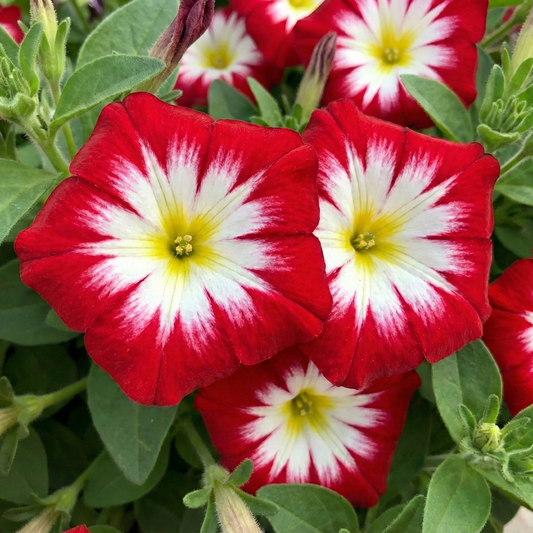 Morning Glory Seeds - Convolvulus Tricolor Red (SUMMER)