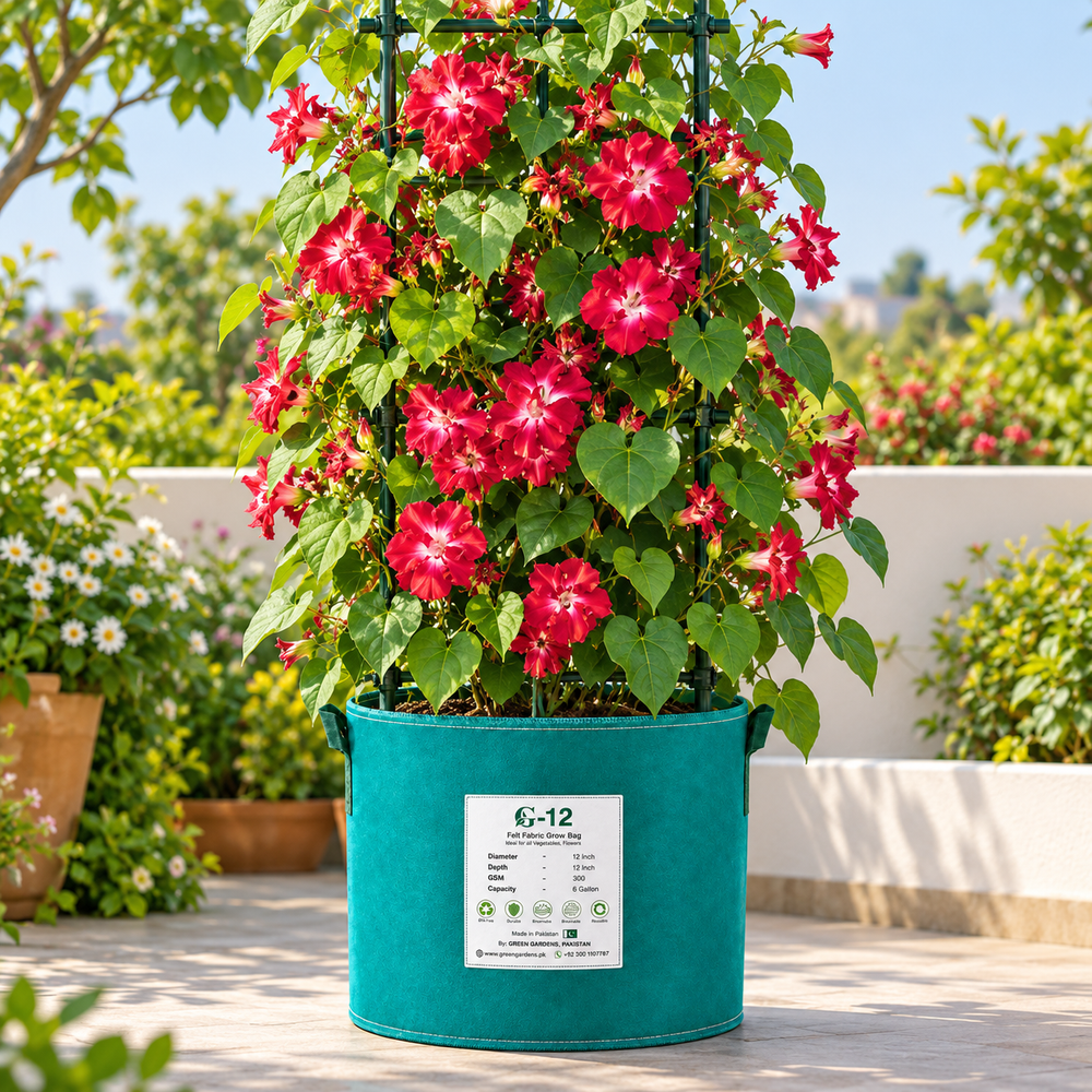 Morning Glory Ruffled Red vine with rich red trumpet-shaped flowers and decorative ruffled edges – summer climbing flower seeds for trellises balconies pots and grow bags in Pakistan
