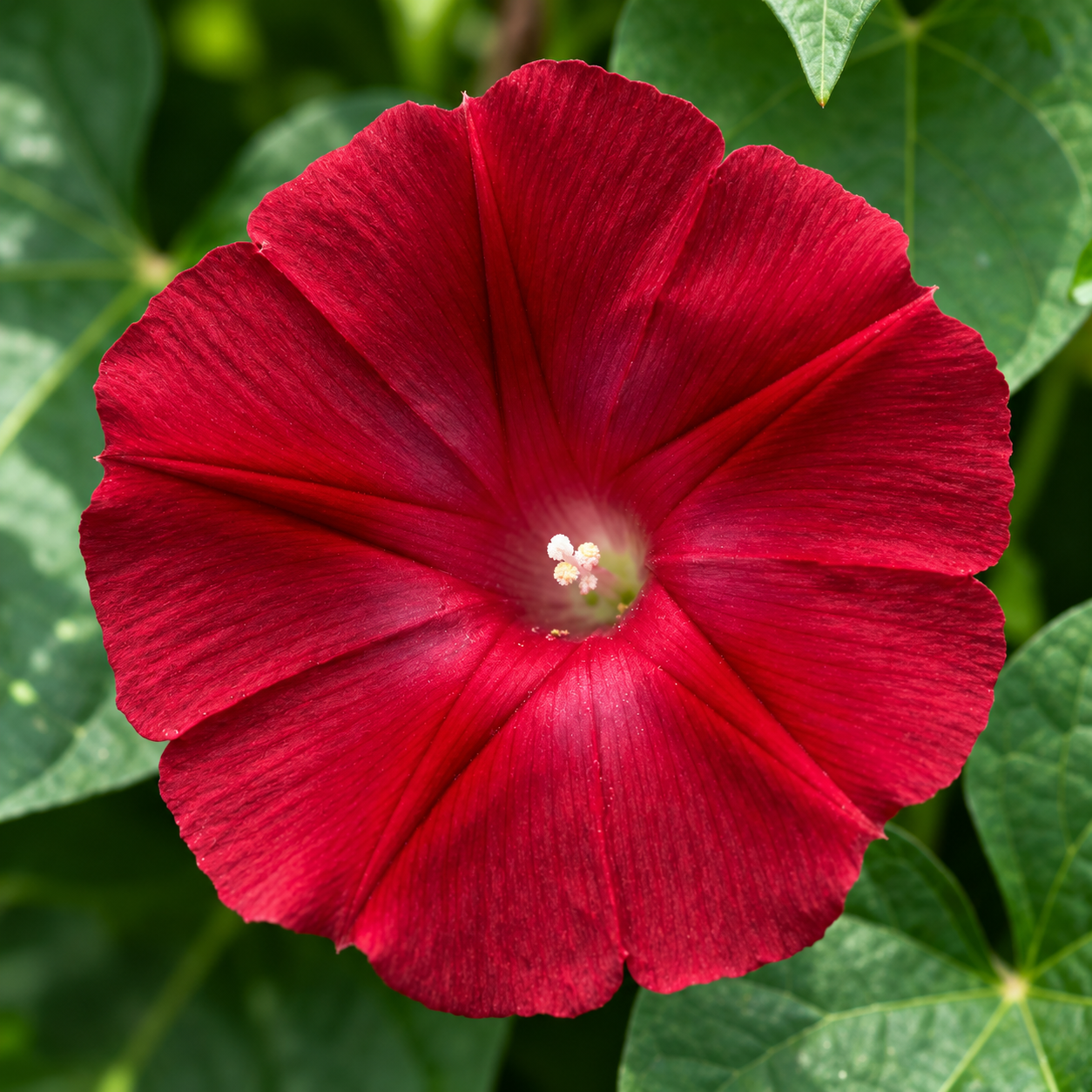 Morning Glory Scarlett O'Hara Ipomoea nil vine with rich crimson-red trumpet-shaped flowers and pale throat – summer climbing flower seeds for trellises balconies pots and grow bags in Pakistan
