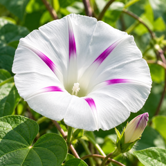Morning Glory Shiva Ipomoea purpurea vine with attractive purple-violet trumpet-shaped flowers – summer climbing flower seeds for trellises balconies pots and grow bags in Pakistan