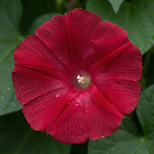 Morning Glory Seeds - Scarlett O'Hara (Ipomoea nil) {SUMMER}