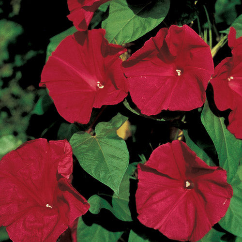 Morning Glory Seeds - Scarlett O'Hara (Ipomoea nil) {SUMMER}