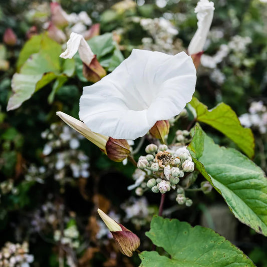 Moonflower Seeds - Ipomoea Alba (SUMMER)
