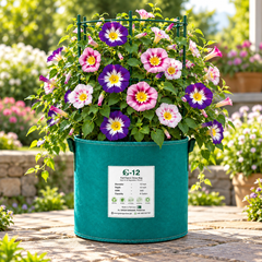 Convolvulus tricolor Dwarf Morning Glory with colourful funnel-shaped flowers – compact summer flower seeds for beds borders pots and grow bags in Pakistan