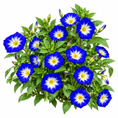 Convolvulus tricolor Royal Ensign Blue Dwarf Morning Glory with vivid royal-blue funnel-shaped flowers and contrasting centre – summer flower seeds for beds borders pots and grow bags in Pakistan