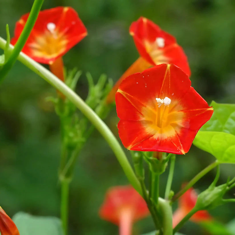 Morning Glory Seeds - Luteola Orange (SUMMER)