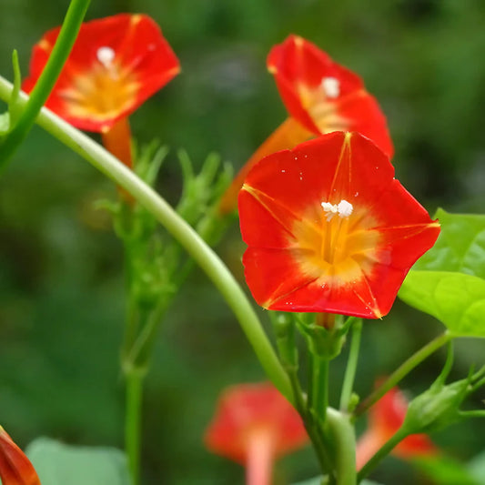 Morning Glory Seeds - Luteola Orange (SUMMER)