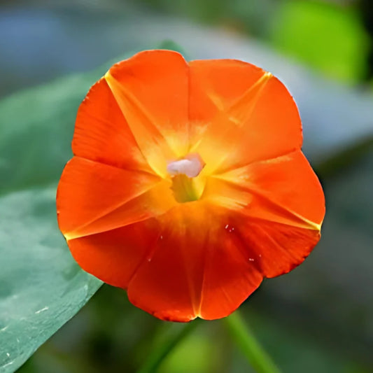 Morning Glory Seeds - Luteola Orange (SUMMER)