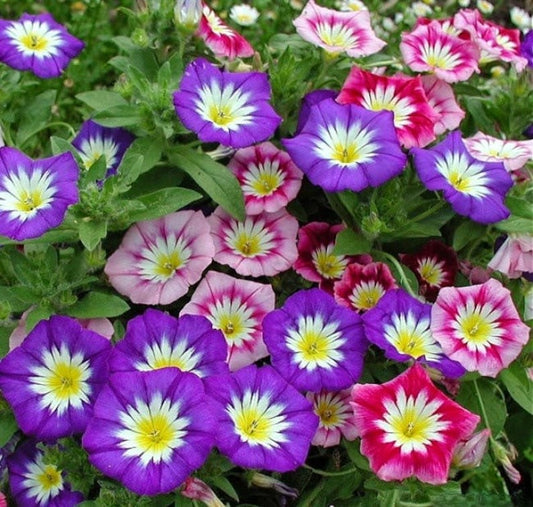 Morning Glory Seeds - Convolvulus Minor Tricolour (SUMMER)