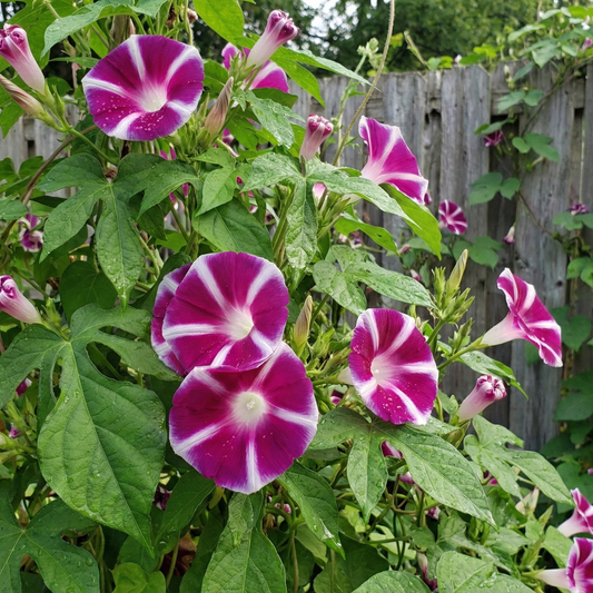 Morning Glory Seeds - Rosita (SUMMER)