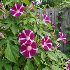 Morning Glory Seeds - Rosita (SUMMER)