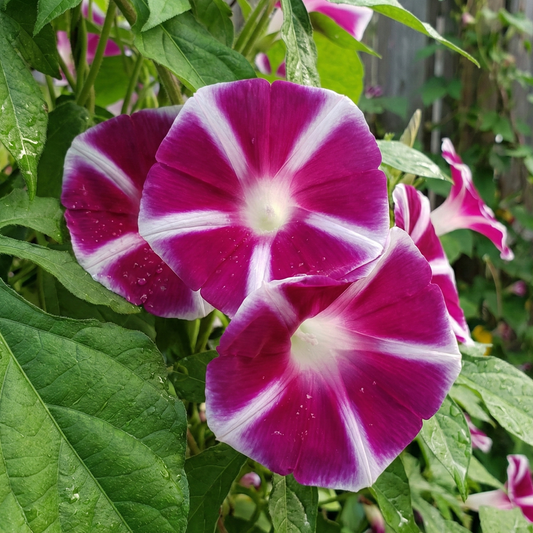 Morning Glory Seeds - Rosita (SUMMER)