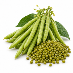 Green Mung Beans with mature pods on healthy Vigna radiata plants – Moong Green Gram seeds for home gardening in Pakistan