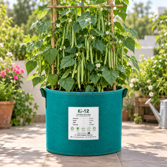 Fresh tender green French Bean pods growing on healthy plants – Green Beans seeds for winter and summer kitchen gardening in Pakistan