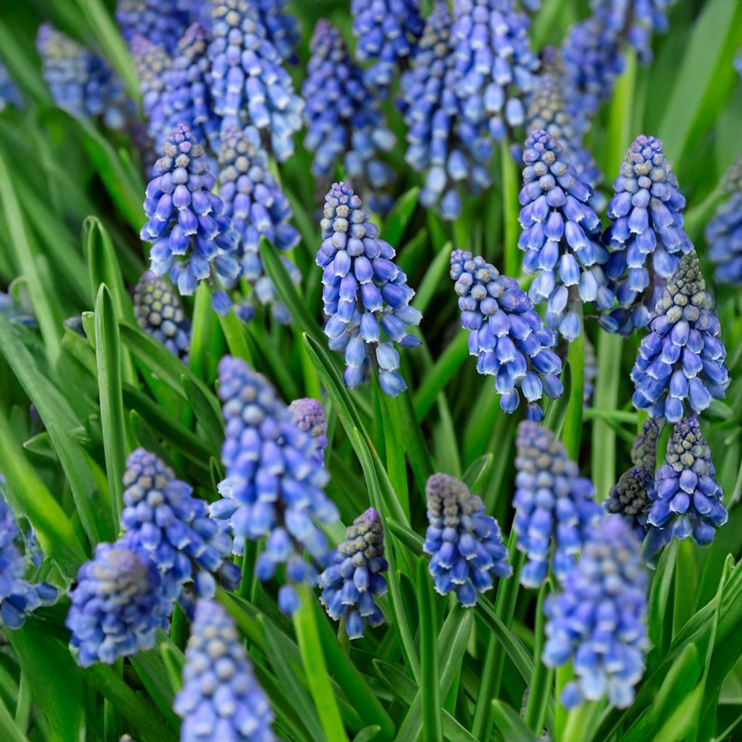 Muscari Bulbs - Blue (PACK OF 5)