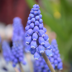 Muscari Bulbs - Blue (PACK OF 5)