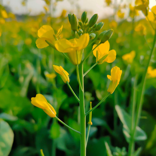 Toria Saag Seeds (Mustard) {WINTER} -  توریا کا ساگ