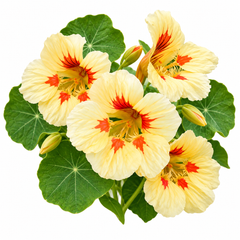 Nasturtium Peach Melba with creamy-yellow flowers featuring distinctive peach-red and dark-orange centre markings and rounded green foliage – dwarf winter flower seeds Pakistan