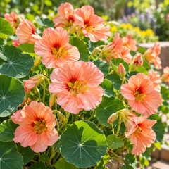 Nasturtium Salmon Baby with delicate salmon-pink and peach ruffled flowers and rounded dark-green leaves – dwarf winter flowering plant seeds for pots and grow bags in Pakistan