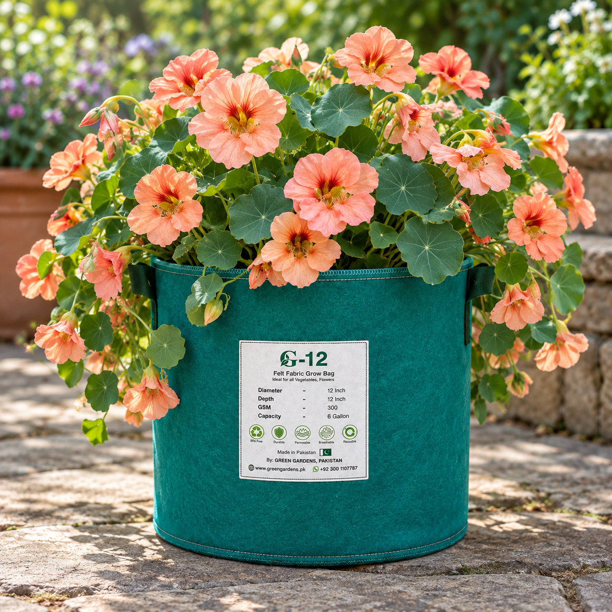 Nasturtium Salmon Baby with delicate salmon-pink and peach ruffled flowers and rounded dark-green leaves – dwarf winter flowering plant seeds for pots and grow bags in Pakistan