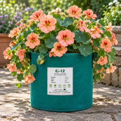 Nasturtium Salmon Baby with delicate salmon-pink and peach ruffled flowers and rounded dark-green leaves – dwarf winter flowering plant seeds for pots and grow bags in Pakistan