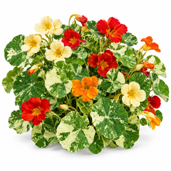 Nasturtium Tom Thumb Alaska Mix with cream-and-green variegated foliage and colourful red orange yellow and salmon winter flowers – dwarf flowering plant seeds Pakistan
