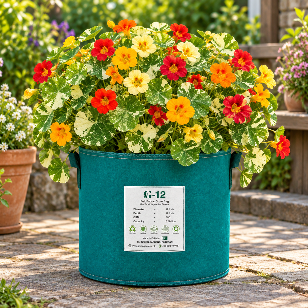 Nasturtium Tom Thumb Alaska Mix with cream-and-green variegated foliage and colourful red orange yellow and salmon winter flowers – dwarf flowering plant seeds Pakistan