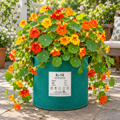 Nasturtium Tropaeolum majus with bright orange yellow and red flowers and rounded green leaves – edible winter flower seeds for gardens pots and grow bags in Pakistan