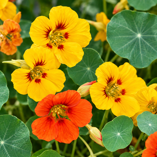 Nasturtium Tropaeolum majus with bright orange yellow and red flowers and rounded green leaves – edible winter flower seeds for gardens pots and grow bags in Pakistan