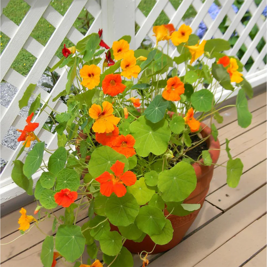 Nasturtium (Winter) نسٹرشم