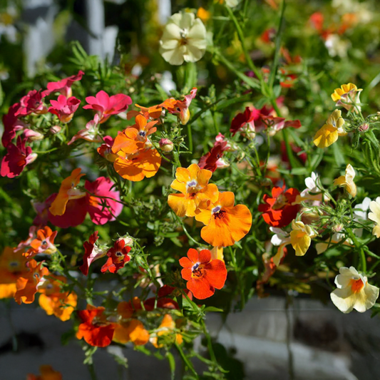 Nemesia strumosa Carnival Seeds - Mix (WINTER)