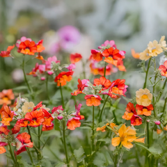 Nemesia strumosa Carnival Seeds - Mix (WINTER)
