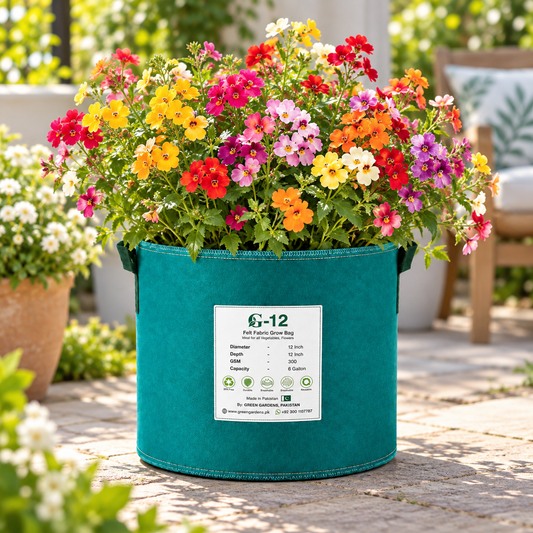 Nemesia strumosa Carnival Mix with colourful pink red yellow white purple and bicoloured flowers – winter seeds for pots beds borders grow bags and hanging baskets in Pakistan