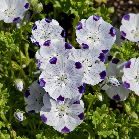 Nemophila maculata Seeds (Five Spot) {WINTER}