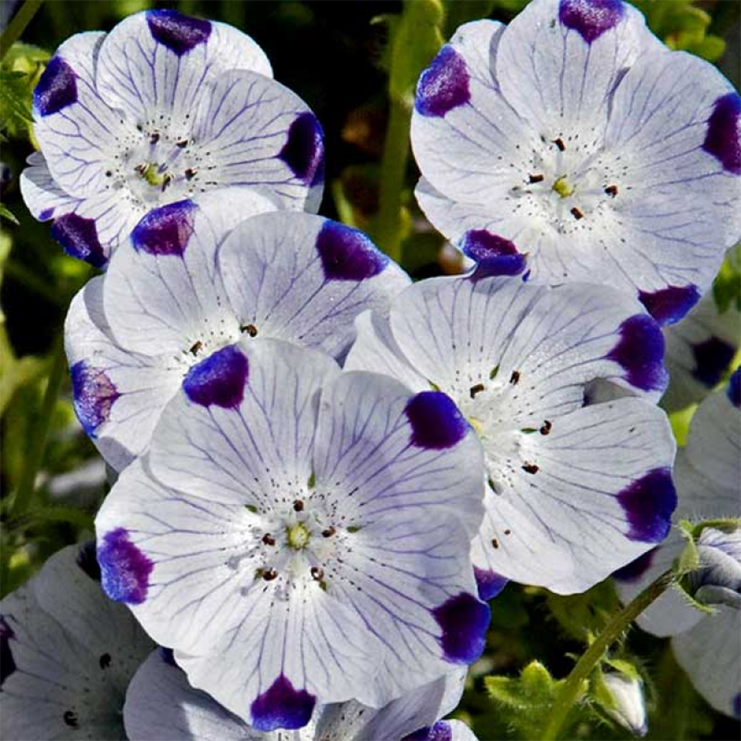 Nemophila_Maculata_Five_Spot_GREEN_GARDENS