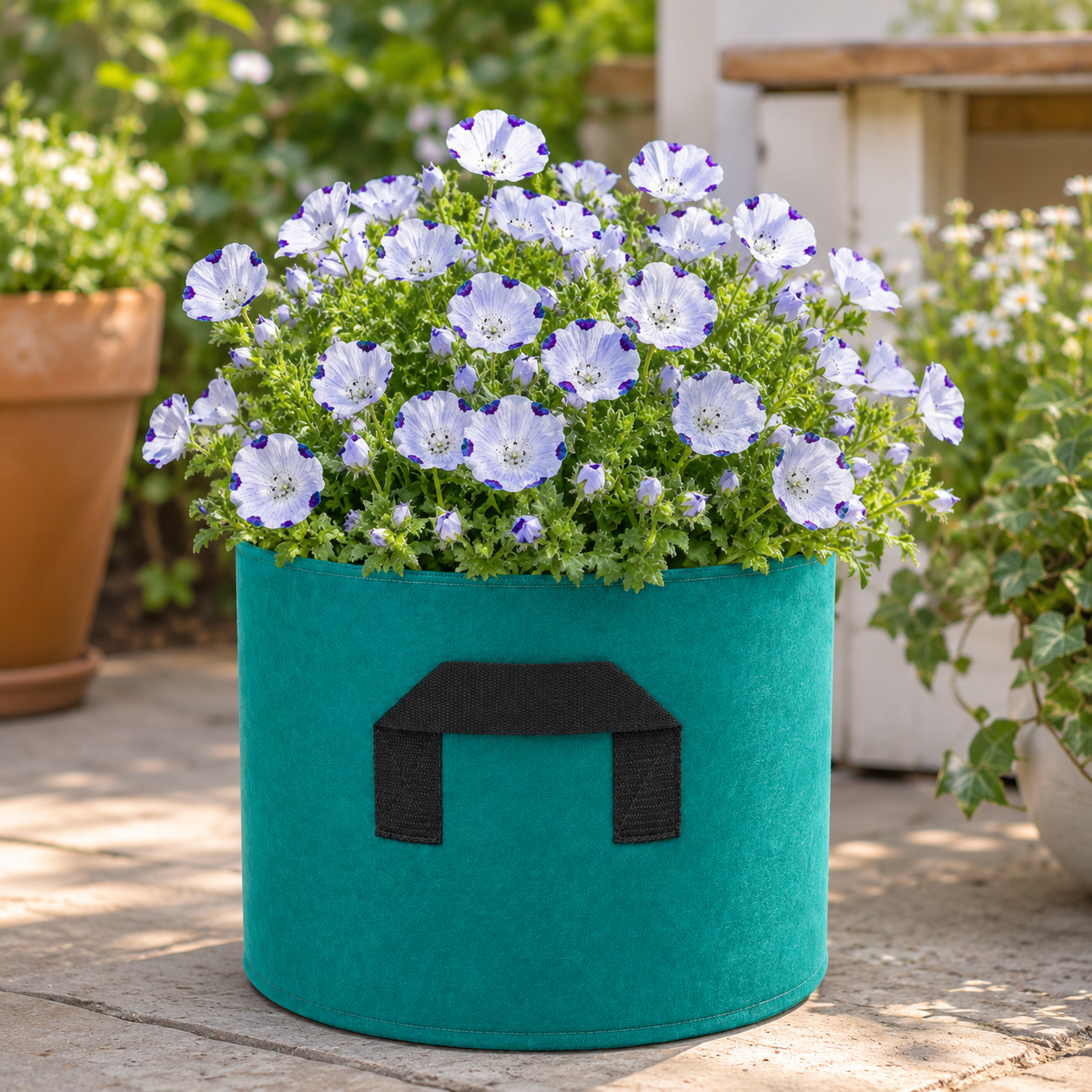 Nemophila maculata Seeds – Five Spot Flower Seeds Pakistan (WINTER)