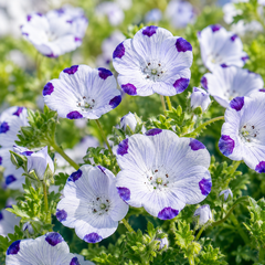 Nemophila maculata Seeds – Five Spot Flower Seeds Pakistan (WINTER)