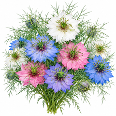 Nigella Love-in-a-Mist Persian Jewels Mix with delicate blue pink purple and white flowers surrounded by feathery green foliage and decorative seed pods – winter flower seeds Pakistan
