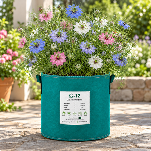 Nigella Love-in-a-Mist Persian Jewels Mix with delicate blue pink purple and white flowers surrounded by feathery green foliage and decorative seed pods – winter flower seeds Pakistan