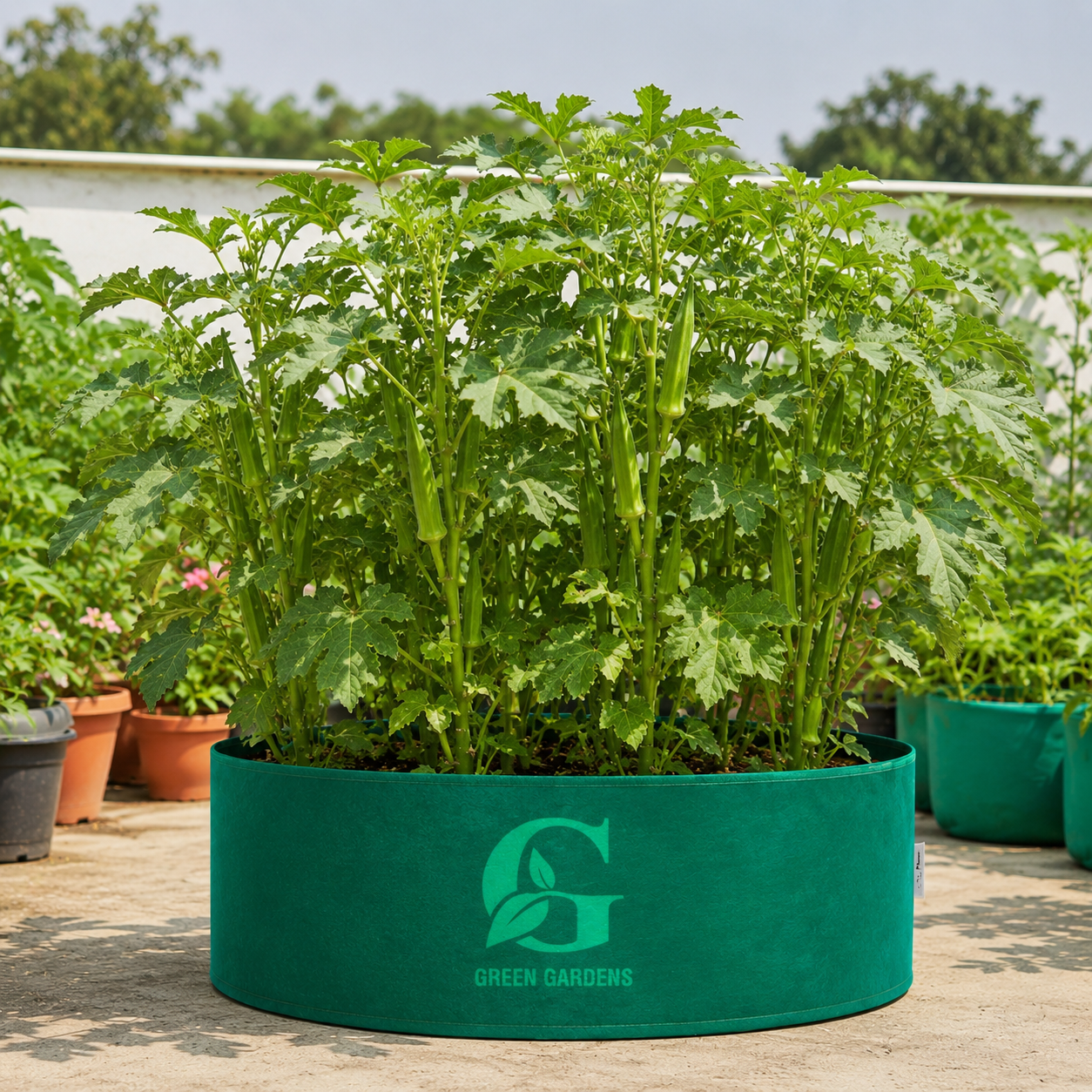 Okra F1 Hybrid - GALA 455  (Summer Late Variety)